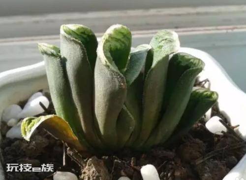 如何养多肉才又肥又胖又不徒长(多肉干瘪没光泽要这样养护)-图片3